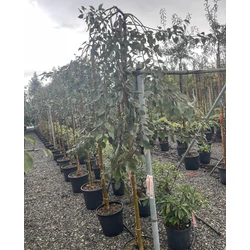 Díszalma MALUS SCHEIDECKERI RED JADE T200 8/10 K25