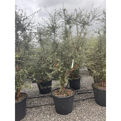 Paratölgy    QUERCUS SUBER 175/200 K50