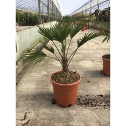 Kínai kenderpálma CHAMAEROPS EXCELSA T110/120 K90