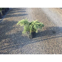 Kék terülő himalájai cédrus CEDRUS DEODARA FEELIN BLUE K10
