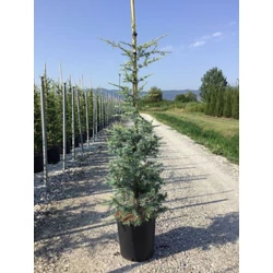 Himalájai cédrus   CEDRUS DEODARA ROBUSTA 125/150 K25