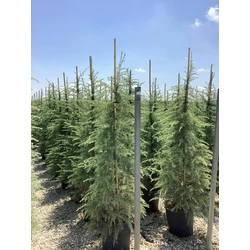 Himalájai cédrus   CEDRUS DEODARA 150/175 K25