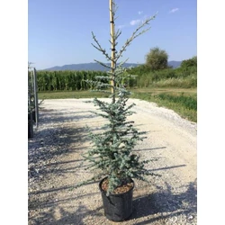 Kék atlasz cédrus  CEDRUS ATLANTICA GLAUCA 125/150 K25