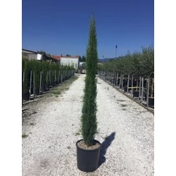 Európai ciprus   CUPRESSUS SEMPERVIRENS TOTEM 125/150 K12
