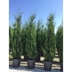 Leyland ciprus   CUPRESSOCYPARIS LEYLANDII PYRAMIDALIS 175/200 K18