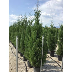 Leyland ciprus   CUPRESSOCYPARIS LEYLANDII PYRAMIDALIS 200/250 K25