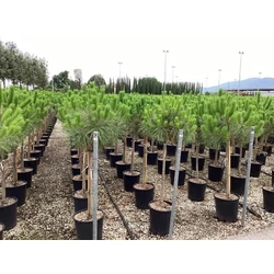 Mandulafenyő    PINUS PINEA T1/2 K25