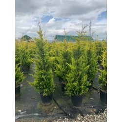 Arany lombú leyland ciprus CUPRESSOCYPARIS LEYLANDII GOLD RIDER 125/150 EXTRA K15