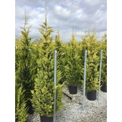 Arany lombú leyland ciprus CUPRESSOCYPARIS LEYLANDII GOLD RIDER 175/200 K25
