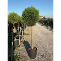 Leyland ciprus   CUPRESSOCYPARIS LEYLANDII PYRAMIDALIS T1/2 K18