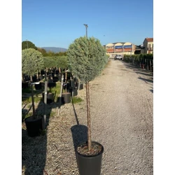 Oszlopos, kék arizoniai ciprus CUPRESSUS ARIZONICA FASTIGIATA T1/2 K18