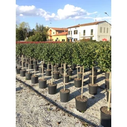 Közönséges magyal   ILEX MUTCHAGARA NELLIE R. STEVENS T1/2 K18