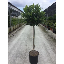 FűszerbabérLAURUS NOBILIS T1/2 K18