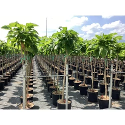 Gömb szivarfa   CATALPA BIGNONIOIDES NANA T120/140 K18