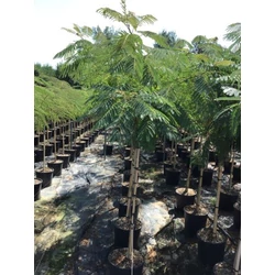 Selyemakác ALBIZIA JULIBRISSIN OMBRELLA T1/2 K18