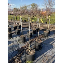 Virágos som   CORNUS FLORIDA RAINBOW T1/2 K18