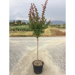 Kínai selyemmirtusz   LAGERSTROEMIA DYNAMITE T1/2 K15