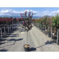 Kínai selyemmirtusz   LAGERSTROEMIA BLACK DIAMOND LAVANDER LACE T1/2 K15