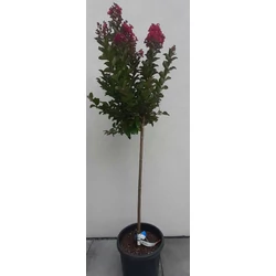 Kínai selyemmirtusz   LAGERSTROEMIA INDICA BERRY DAZZLER T1/2 K15