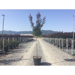 Kínai selyemmirtusz   LAGERSTROEMIA INDICA BURGUNDY COTTON T1/2 K15