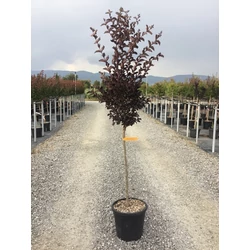 Kínai selyemmirtusz   LAGERSTROEMIA INDICA SHELL PINK T1/2 K15