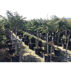 Szárnyas kecskerágó  EUONYMUS ALATUS COMPACTUS T1/2 K18