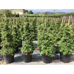 Tűztövis    PYRACANTHA NAVAHO KÚP K15