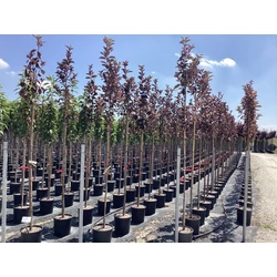 Virginiai zelnicemeggy   PRUNUS VIRGINIANA CANADA RED T200 8/10 K18