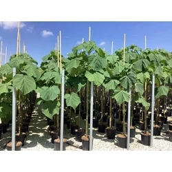 Nagylevelű császárfa  PAULOWNIA FORTUNEI FAST BLUE T200 8/10 K18