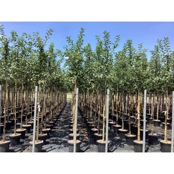 Díszalma    MALUS ROBUSTA RED SENTINEL T200 10/12 K30
