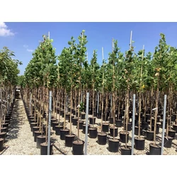 Oszlopos tulipánfa   LIRIODENDRON TULIPIFERA FASTIGIATUM T200 6/8 K18