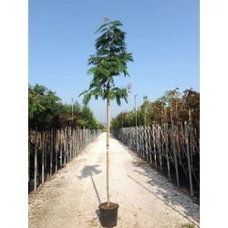 Selyemakác ALBIZIA JULIBRISSIN OMBRELLA T200 8/10 K25