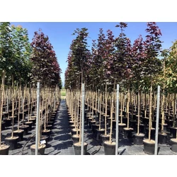 Vöröslevelű oszlopos juhar  ACER PLATANOIDES CRIMSON SENTRY T200 10/12 K30