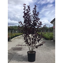 Vérszilva    PRUNUS CERASIFERA PISSARDI 150/175 K15