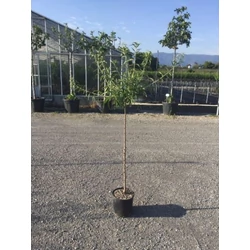Supernova mandula PRUNUS AMYGDALUS SUPERNOVA T1/2 K6