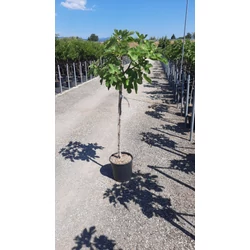 Füge FICUS CARICA BROWN TURKEY T1/2 K15