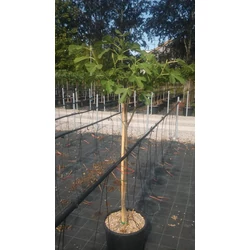 Füge FICUS CARICA RONDE DE BORDEAUX T1/2 K15