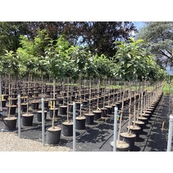 Datolyaszilva DIOSPYROS KAKI T1/2 K18
