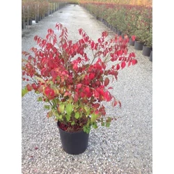 Szárnyas kecskerágó   EUONYMUS ALATUS COMPACTUS 60/80 K15