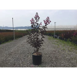 Kínai selyemmirtusz LAGERSTROEMIA BLACK DIAMOND BEST RED K15