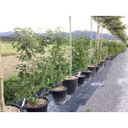 Hóvirágfa HALESIA CAROLINA 100/150 K30