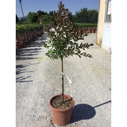 Kínai selyemmirtusz   LAGERSTROEMIA DYNAMITE T1/4 K9
