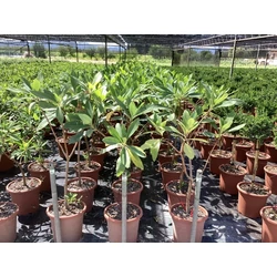 Papírcserje    EDGEWORTHIA CHRYSANTHA T1/4 K9