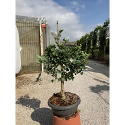Páfrányfenyő    GINKGO BILOBA BONSAI LAPOS TÁLBAN K10
