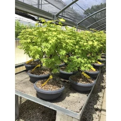 Japán juhar   ACER PALMATUM SUMMERGOLD BONSAI LAPOS TÁLBAN K10