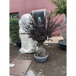 Kínai selyemmirtuszLAGERSTROEMIA INDICA BEST RED AMFÓRA ALAKÚ LAPOS TÁLBAN K40
