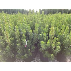 Szamócafa ARBUTUS UNEDO COMPACTUM K10