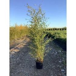 Zöld szárú sövénybambusz PHYLLOSTACHYS BISSETII 150/200 K18