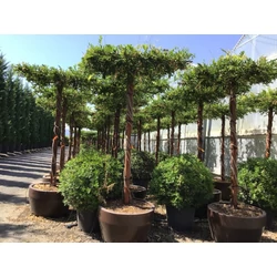 Kínai lilaakác   WISTERIA BRACHYBOTRYS YOKOHAMA FUJI T200 TETŐ FORMA K180