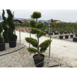 Arany lombú leyland ciprus CUPRESSOCYPARIS LEYLANDII CASTLEWELLAN GOLD BONSAI K35